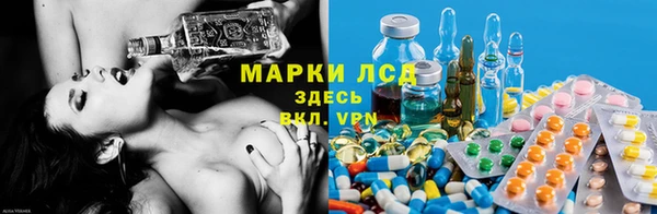 хмурый Аркадак
